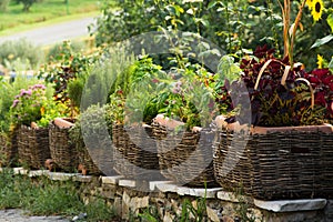 Healthy comestible herbs potted in the basket