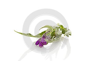 Healthy Comfrey flower