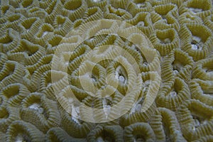 Healthy Coral off Balicasag Island, Philippines