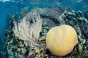 Healthy Coral Reef in Caribbean Sea