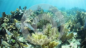 Healthy Coral Reef in the Caribbean Sea