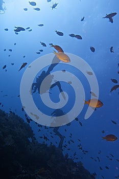 Healthy Coral Reef life off Balicasag Island, Panglao, Bohol, Philippines