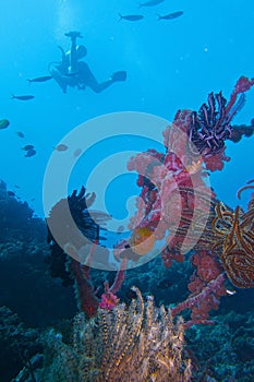 Healthy Coral Reef life off Balicasag Island, Panglao, Bohol, Philippines