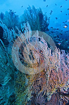 Healthy Coral Reef life off Balicasag Island, Panglao, Bohol, Philippines