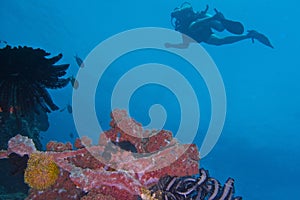 Healthy Coral Reef life off Balicasag Island, Panglao, Bohol, Philippines