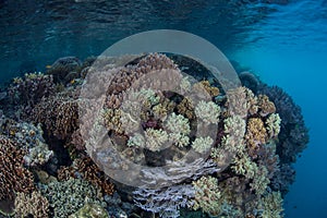 Healthy Coral Reef in Shallow Water, Raja Ampat