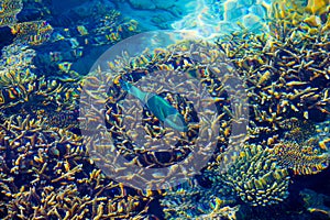 Healthy Corals and green fish in the Maldives, Laccadivian Sea