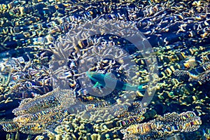 Healthy Corals and green fish in the Maldives, Laccadivian Sea