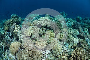 Healthy Corals in Indonesia