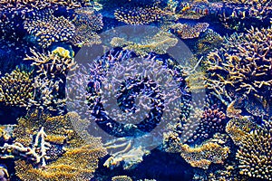 Healthy Corals in the Maldives, Laccadivian Sea