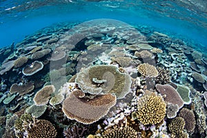 Healthy Corals on Shallow Reef in Fiji
