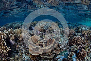 Healthy Corals in Shallow Water, Raja Ampat