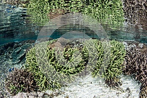 Healthy Corals in Shallows of Komodo National Park