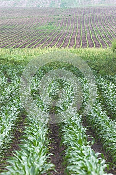 Healthy corn crop