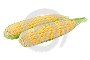 Healthy corn isolated on a white background