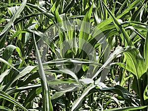 Healthy Corn Plants: A detailed view of corn plants green leaves under bright sunlight, indicating healthy growth