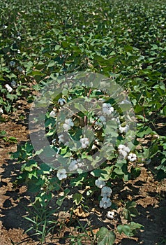 Healthy Cotton Plant Loaded with Bolls