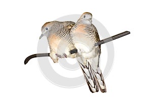 Healthy a couple of Zebra dove Geopelia striata on a wire isolated on white background with clipping path photo