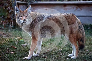 Healthy Coyote in Back Yard - Canis latrans