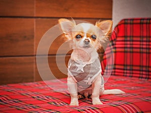 Healthy cute babby dog at home. Beautiful small chihuahua puppy on the bed