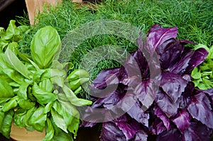 Healthy dill and red and green basil plants in summer.