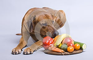 Healthy dog food