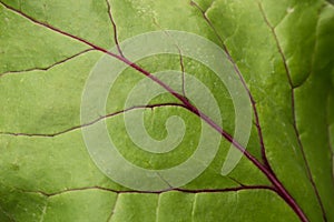 Healthy Early wonder beet leaf