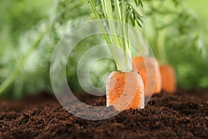 Healthy eating carrots in vegetable garden photo