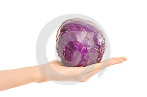 Healthy eating and diet topic: human hand holding a red cabbage isolated on a white background in the studio