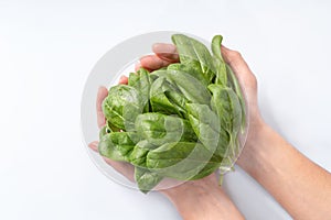 Healthy eating, dieting, vegetarian food and people concept - close up of woman hands holding spinach at home