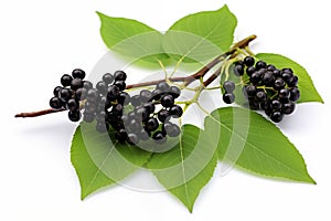 Healthy eating for immune system. Black elderberries isolated on white background.