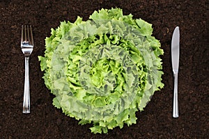 Healthy eating lettuce in vegetable garden