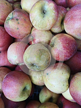 Healthy Eco Cultivated Red and Green Apples photo