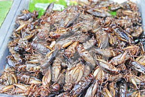 Healthy exotic food fried insects in local street market in Thailand , cricke or acheta domestica