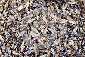 Healthy exotic food fried insects in local street market in Thailand , cricke or acheta domestica