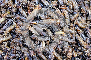 Healthy exotic food fried insects in local street market in Thailand , Mole crickets or gryllotalpidae