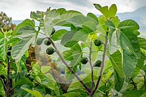 Healthy Fig tree growing in Tuscany