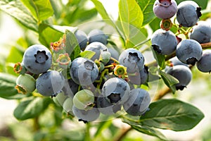 Healthy food and antioxidant, blueberry berries ripening on plant in summer