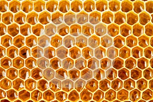 Bee honey in honeycomb closeup