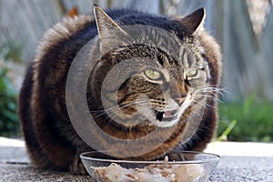 Healthy food for a cat. A cat is happy about cat food