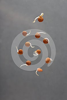 Healthy food concept - lentil sprouts isolated on grey background