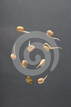 Healthy food concept - mung sprouts isolated on grey background