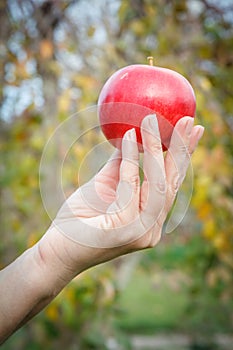 Woman`s hand holding red apple against the natural background