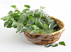 Healthy Food Curry Leaves in a Basket