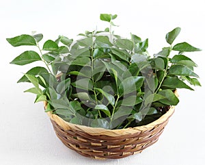 Healthy Food Curry Leaves in a Basket