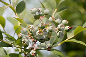 Healthy food; Green blueberry fruits, Vaccinium corymbosum, on a blueberry bush ripening in summer