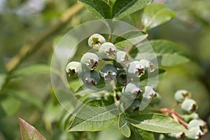 Healthy food; Green blueberry fruits, Vaccinium corymbosum, ripening in summer, close-up view