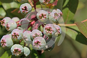 Healthy food; Green blueberry fruits, Vaccinium corymbosum, ripening in summer, close-up view