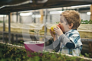 Healthy food. healthy food for healthy child. organic food concept. small boy farmer eating healthy food of apple fruit