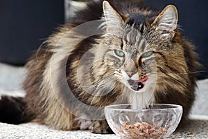 Healthy food for a Norwegian forest cat